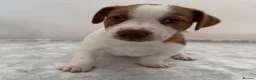 Jack Russell dogs for sale: Bred From Health Tested Parents - Advert 3