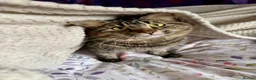 Norwegian Forest Cat cats for sale: Two Beautiful female kittens  - Advert 5