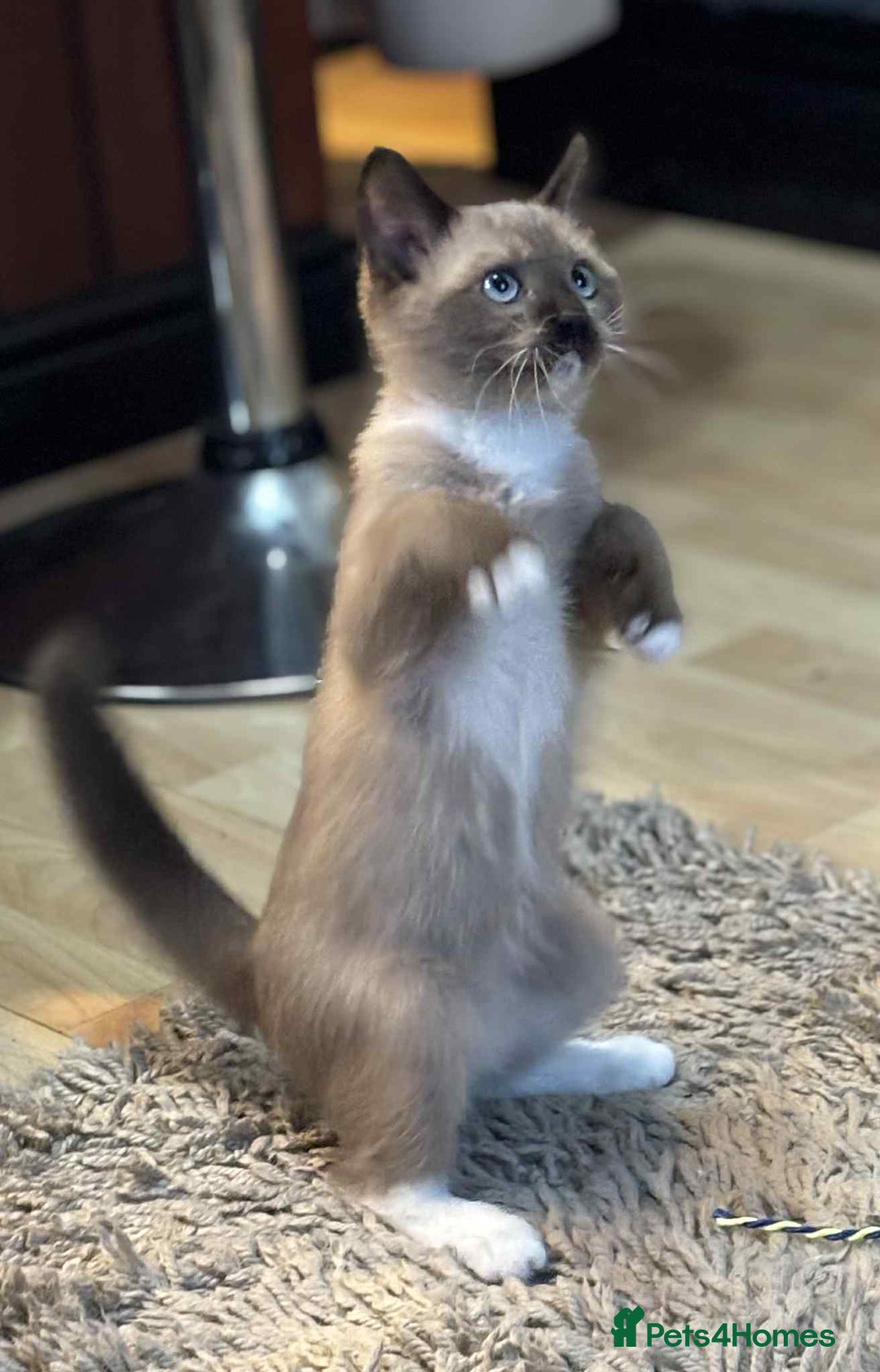 Munchkin cats for sale: Non standard munchkin kitten available now - Image 6