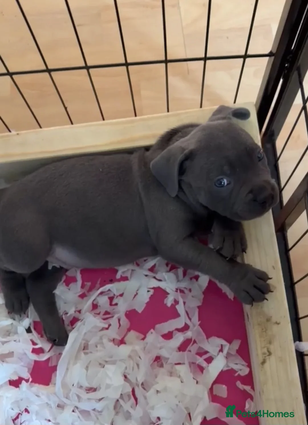 Staffordshire Bull Terrier dogs for sale: Kc registered staffordshire bull terrier puppies in Swansea - Advert 19