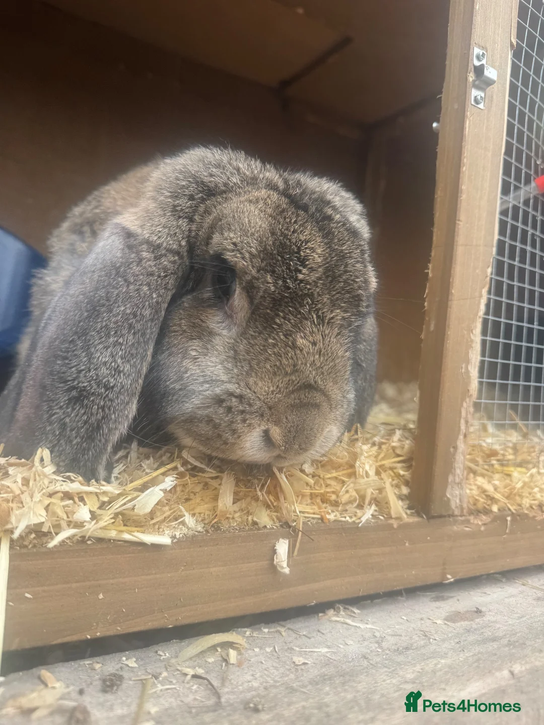 French Lop rabbits for sale: Friendly French lop doe for sale  - Advert 2