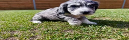 Cockapoo dogs for sale: Beautiful F1 Cockapoo Babies 🐾🐾🐾 - Advert 23