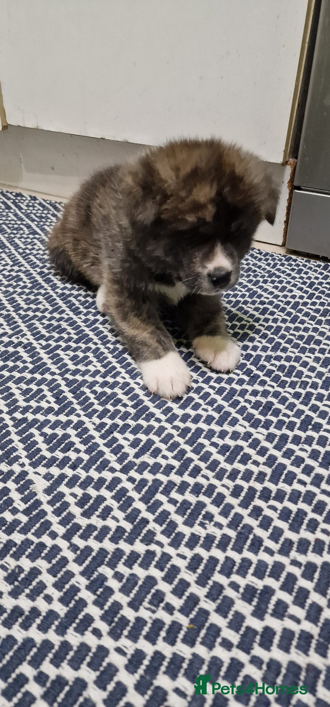 Akita dogs for sale: Akita Inu Japonese - Image 3