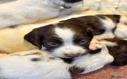 English Springer Spaniel dogs for sale: Beautiful Springer spaniel puppies  - Image 12