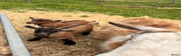 Goats livestock for sale: Pygmy goats  - Advert 9