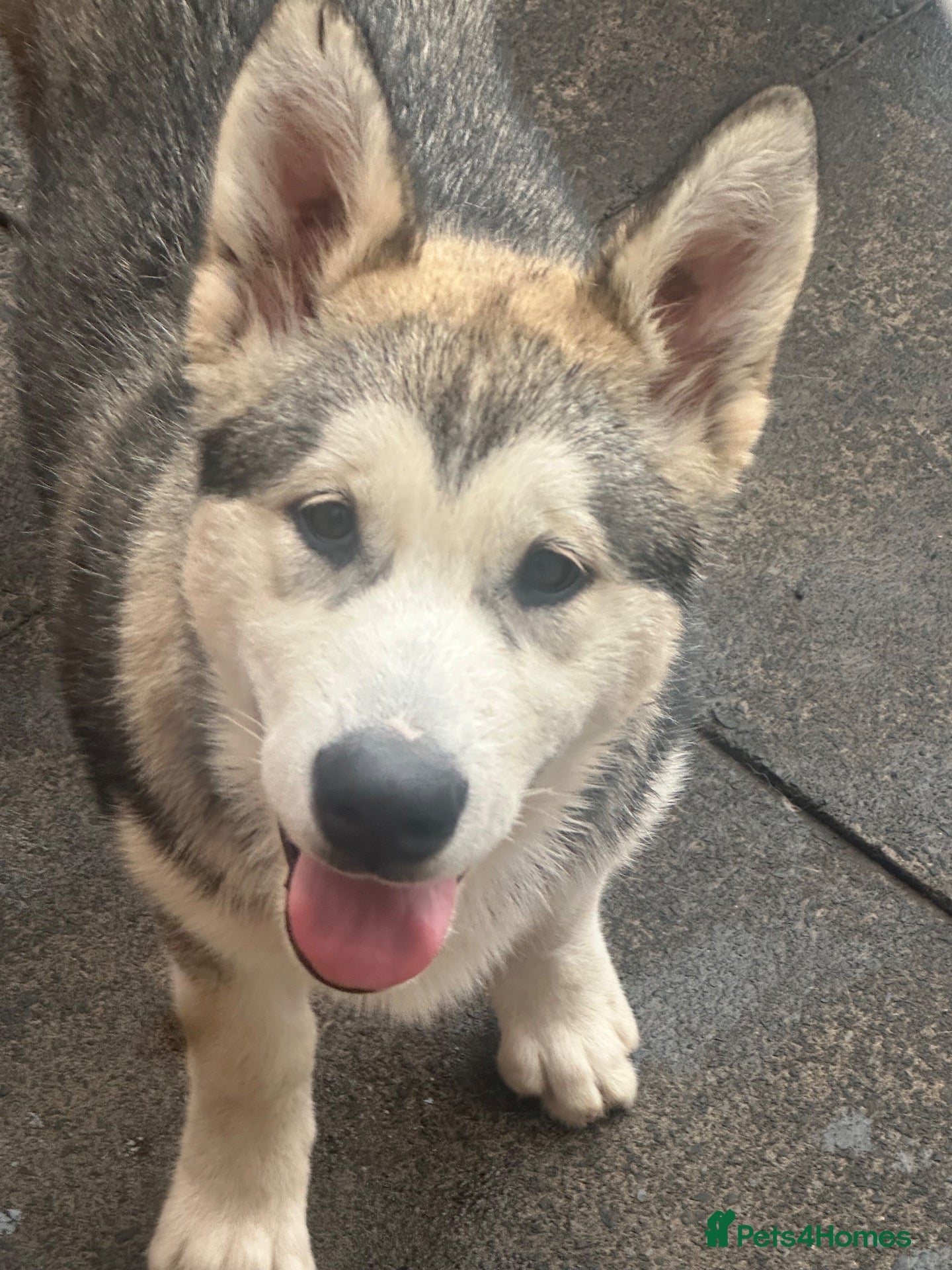 Alaskan Malamute dogs 2 females and 2 males left - Advert 1