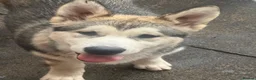 Alaskan Malamute dogs for sale: 2 females and 2 males left - Advert 13