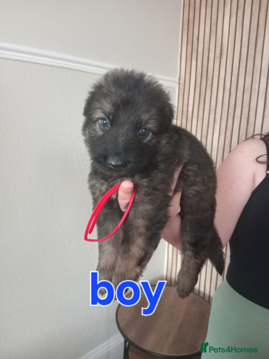 German Shepherd dogs for sale: 💥 chunky German Shepherd's 💥 - Image 4