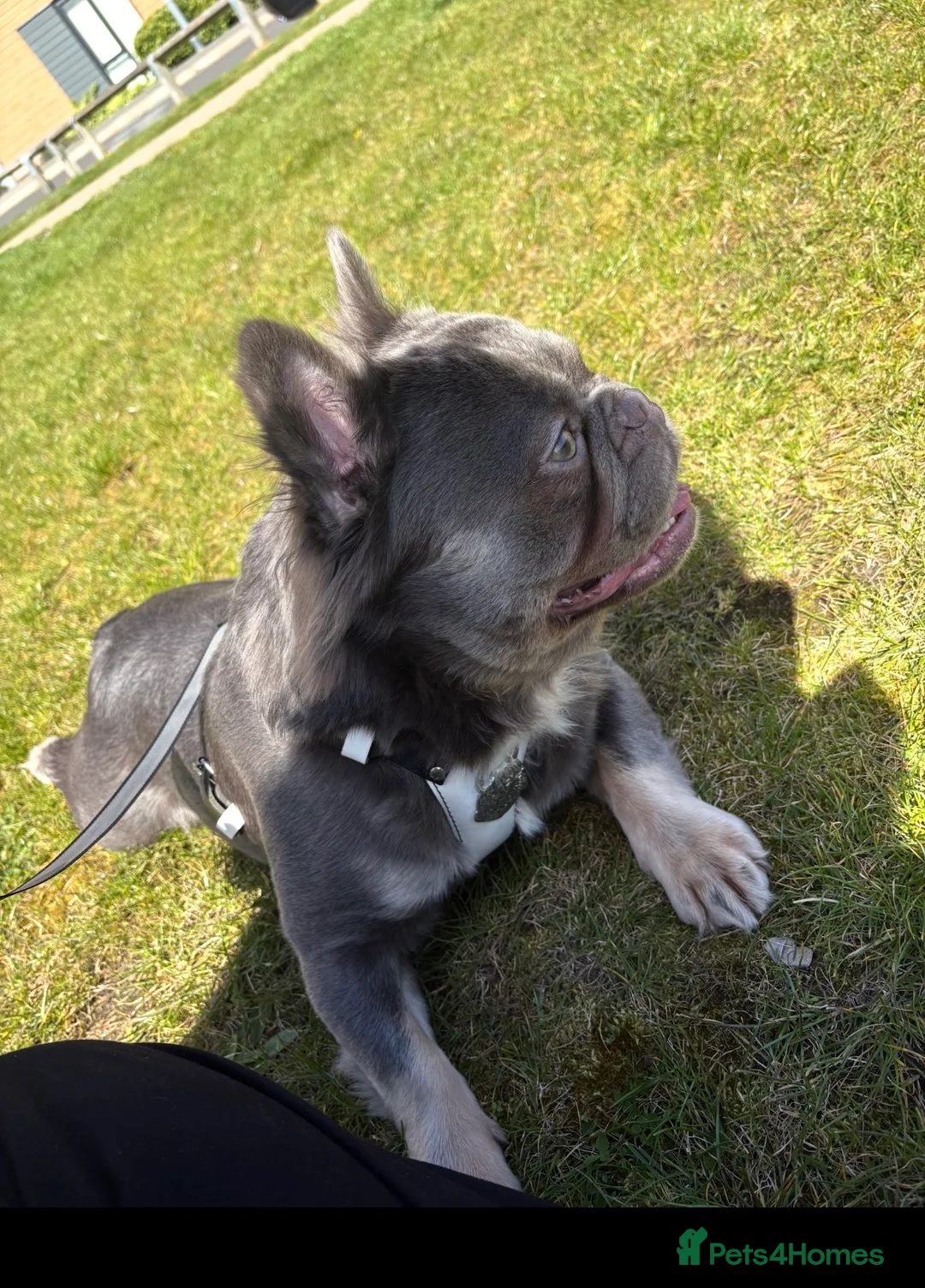 French Bulldog dogs for stud: Lilac and tan visual fluff  - Advert 2