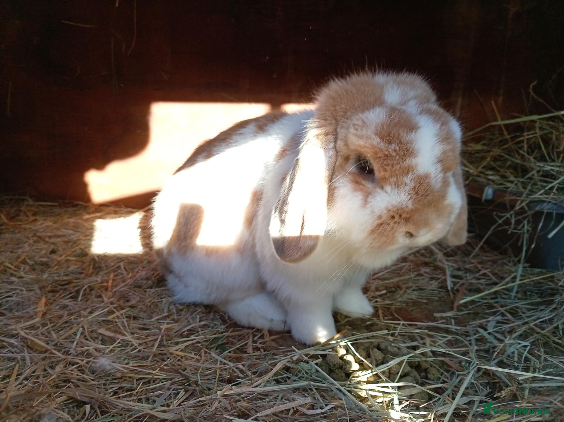 Rex rabbits Male mini lop 9 months old - Advert 8