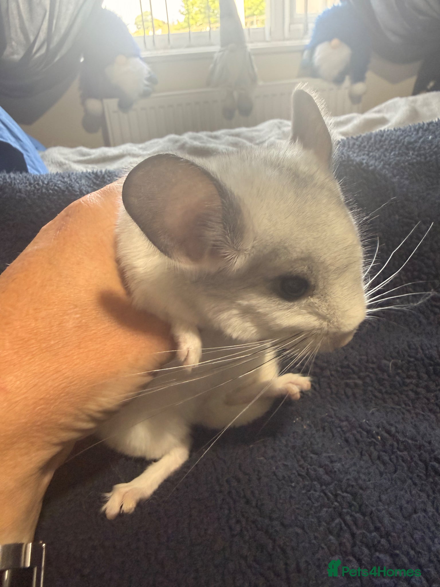 Chinchilla rodents Baby male chinchilla  - Advert 2