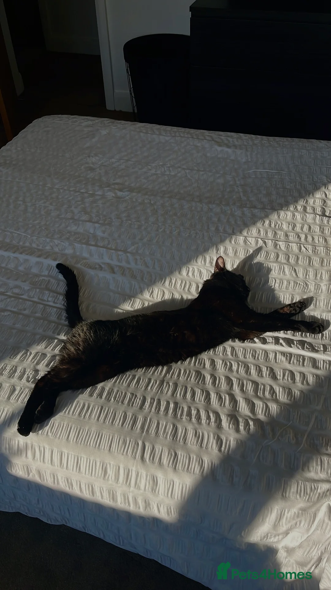 Bombay cats for sale: 2 x two-year-old bombay males - Advert 5