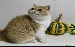 Exotic cats for sale: 🥰Retired Queen- looking for her furever 🏡  - Image 2