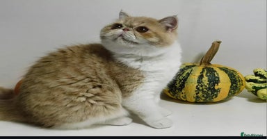 Exotic cats - Advert 11