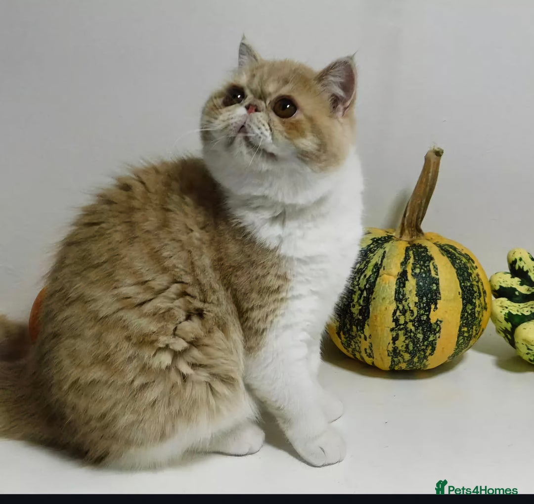 Exotic cats for sale: 🥰Retired Queen- looking for her furever 🏡  - Image 2