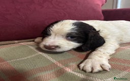 English Springer Spaniel dogs for sale: Stunning English springer spaniel  - Image 9