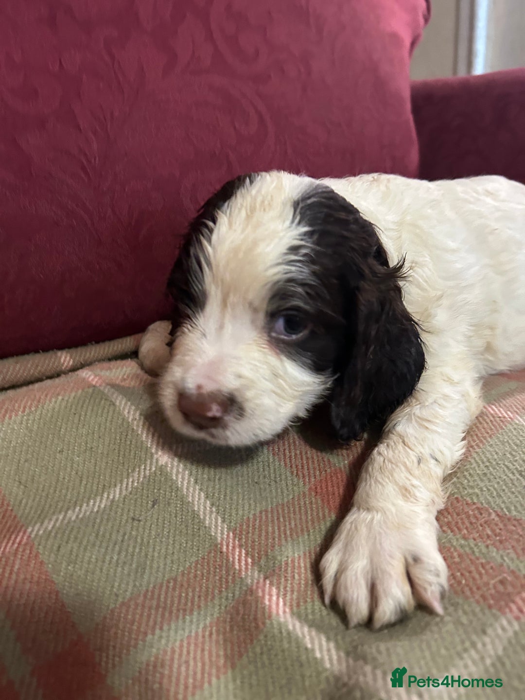 English Springer Spaniel dogs for sale: Stunning English springer spaniel  - Image 9