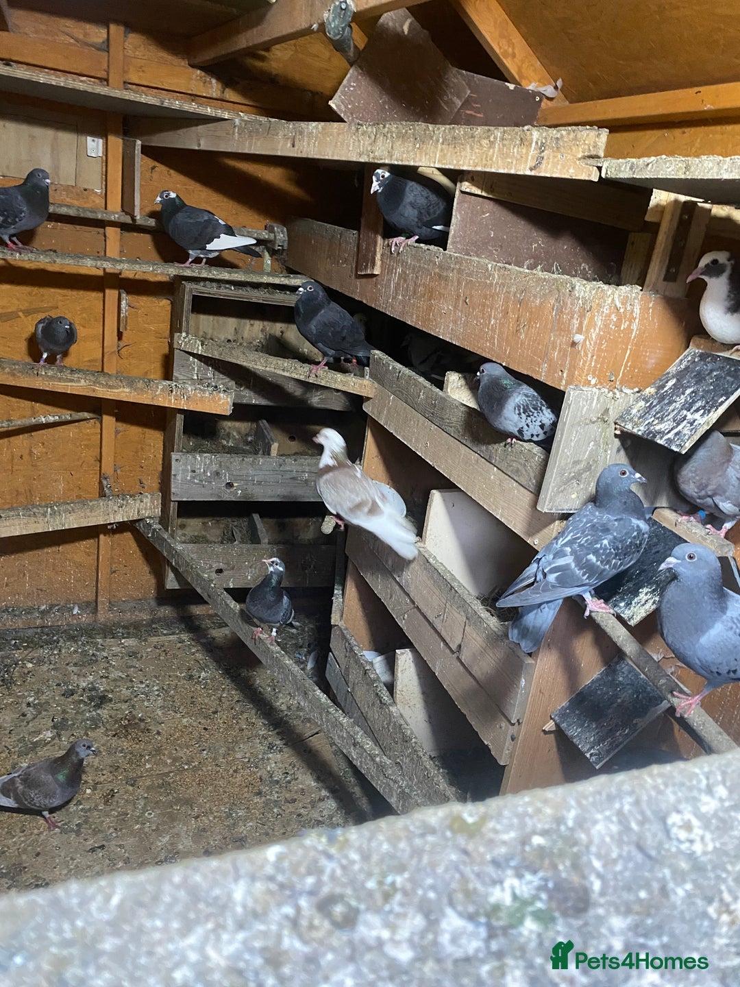 Pigeons birds for sale: Pigeons for sale in Leicester - Image 5