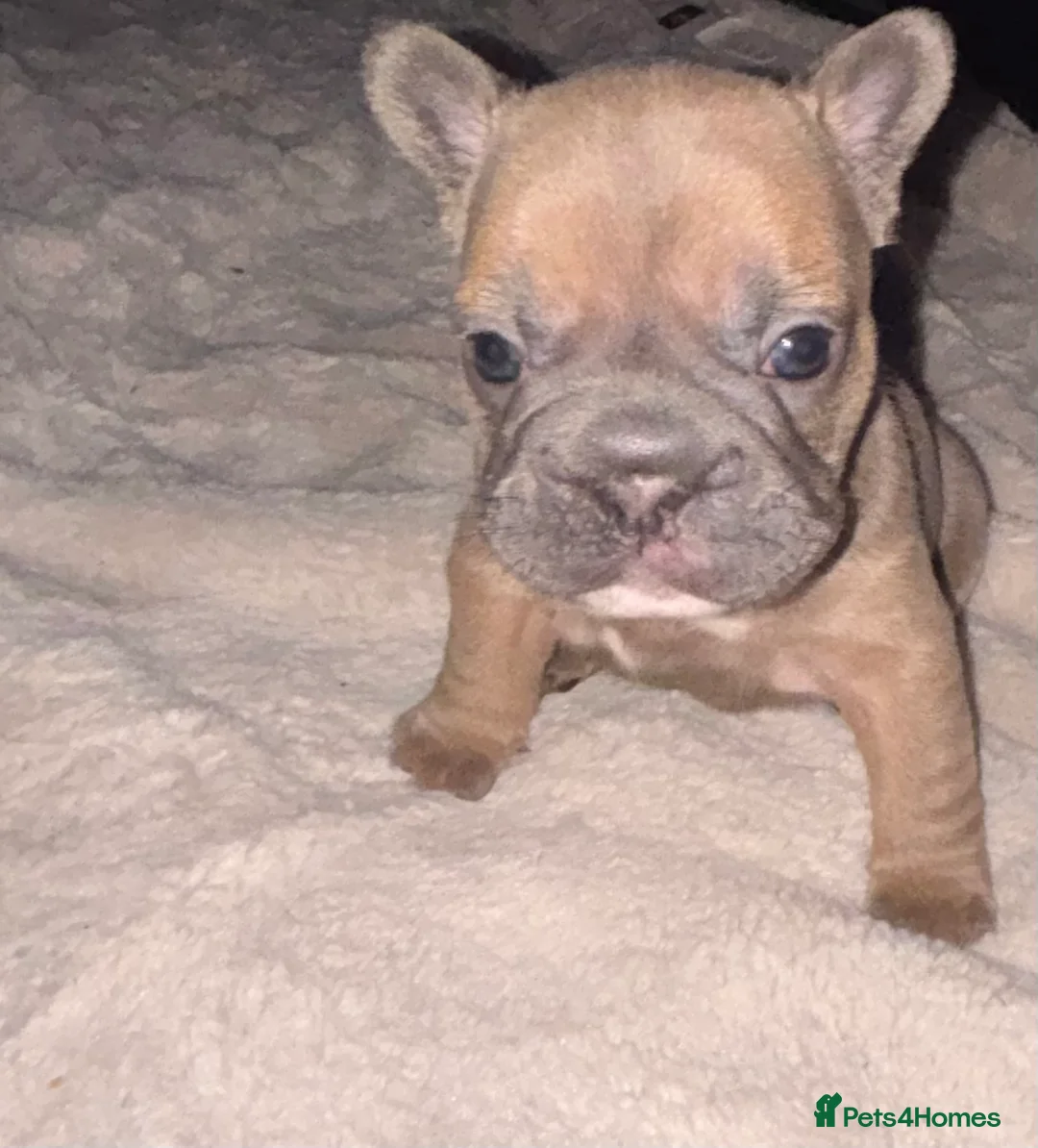 French Bulldog dogs for sale: French bulldog puppies  - Advert 27