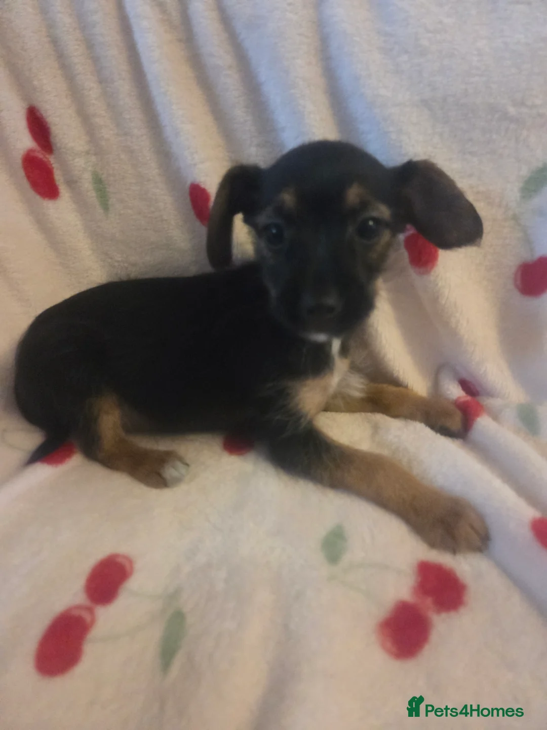 Mixed Breed dogs for sale: Yorkshireterrier xjackrussell  - Advert 4