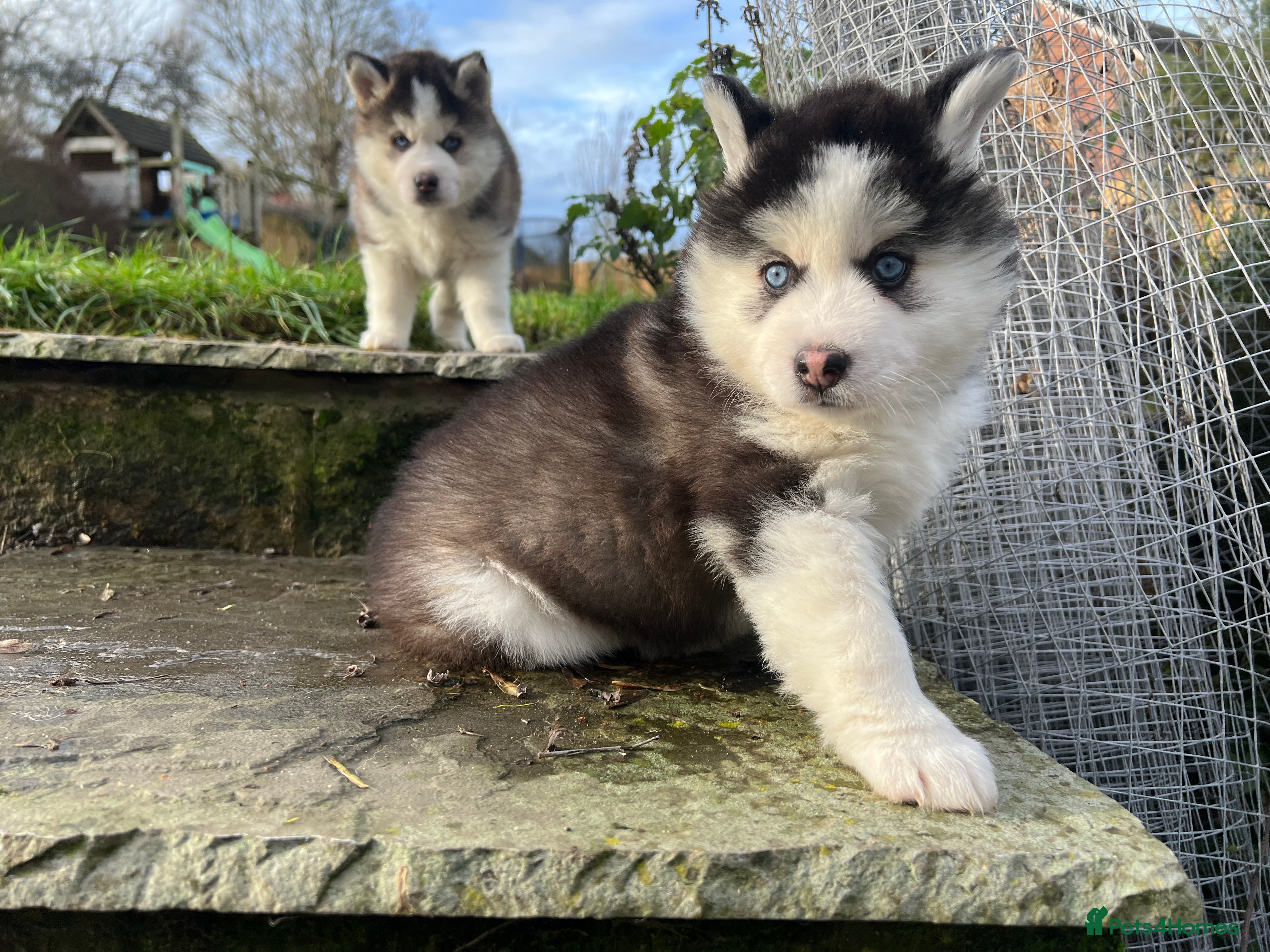 Pomsky dogs One stunning girl pomsky pup left - ready 24/12 - Advert 2