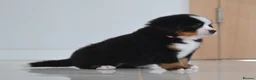 Bernese Mountain Dog dogs for sale: KC REGISTERED BERNEESE PUPPIES  - Advert 29