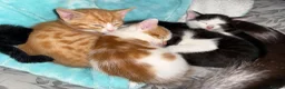 Mixed Breed cats for sale: 3 male kittens - Advert 6
