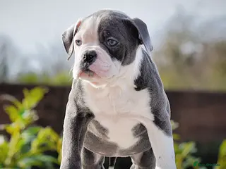 Old Tyme Bulldog dogs 23 years 5⭐️Rated Licensed professionals - Advert 5