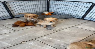 Goldador dogs - Advert 4