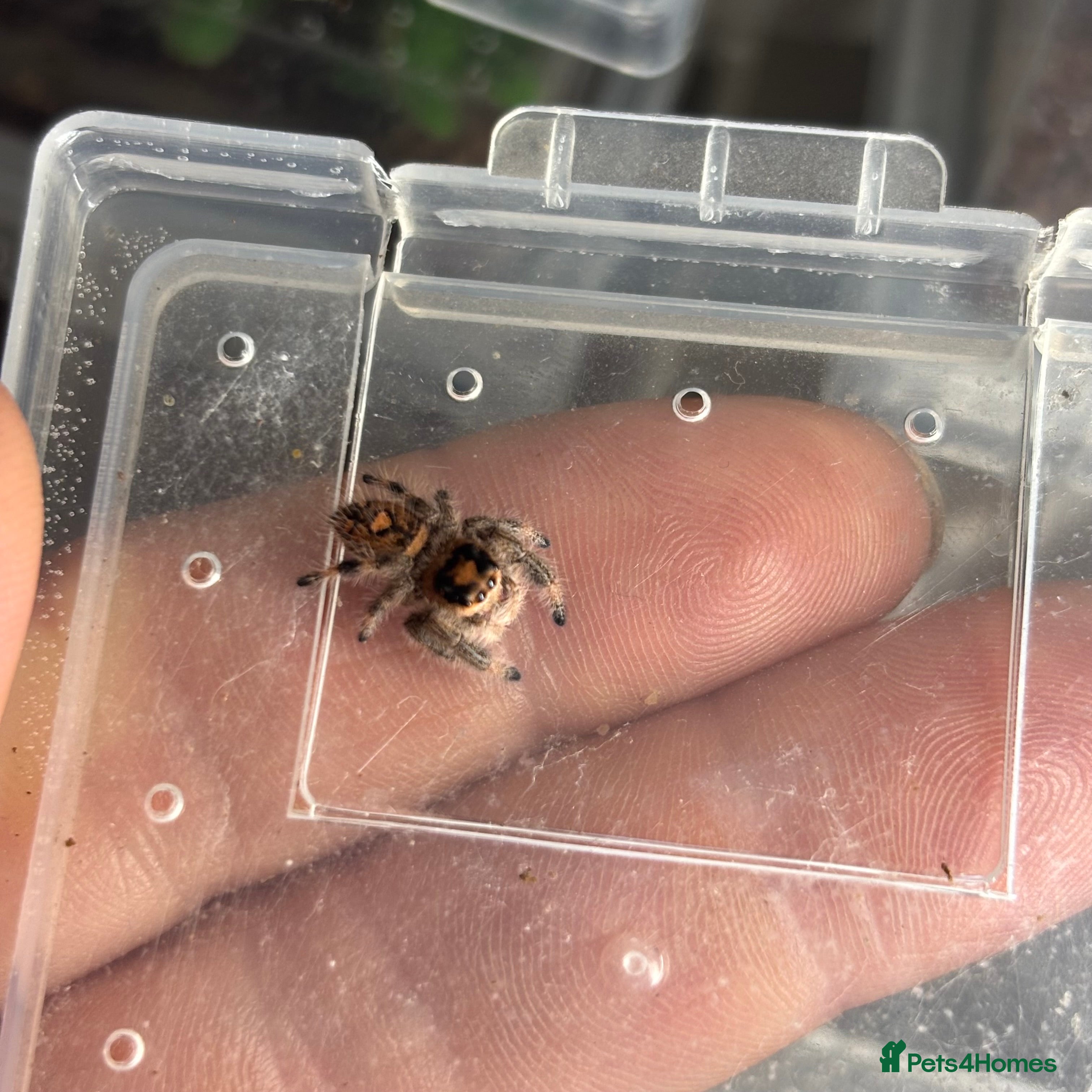 Spiders invertebrates Regal jumping spiders - Advert 11