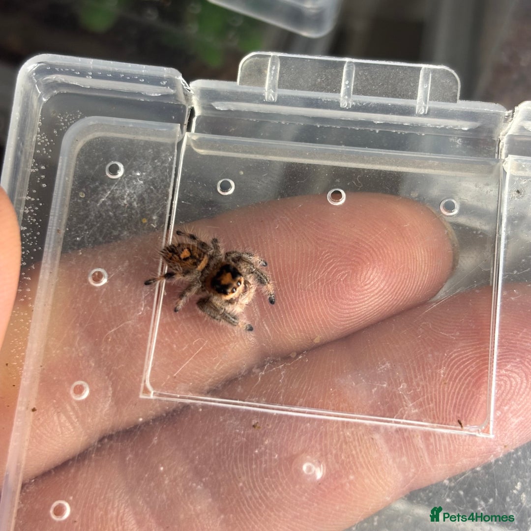 Spiders invertebrates for sale: Regal jumping spiders - Advert 1