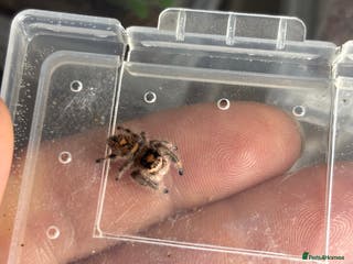 Spiders invertebrates Regal jumping spiders - Advert 19