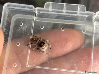 Spiders invertebrates Regal jumping spiders - Advert 8