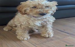 Poodle dogs for sale: ⭐ READY⭐ Reduced Adorable poodles puppies  in Margate - Image 22