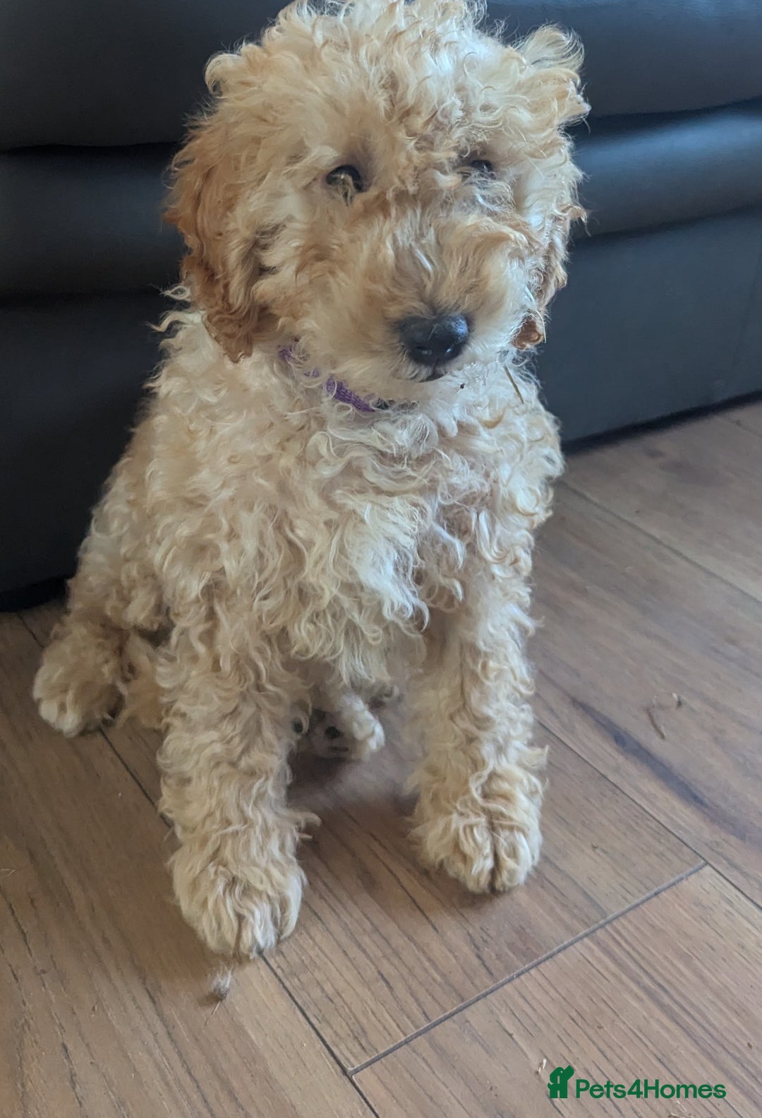 Poodle dogs for sale: ⭐ READY⭐ Reduced Adorable poodles puppies  in Margate - Image 22