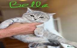 British Shorthair cats for sale: Beautiful British Shorthair Kittens - Ready Now - Advert 7