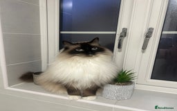 Ragdoll cats for sale: Male ragdoll and male Persian available  - Image 5