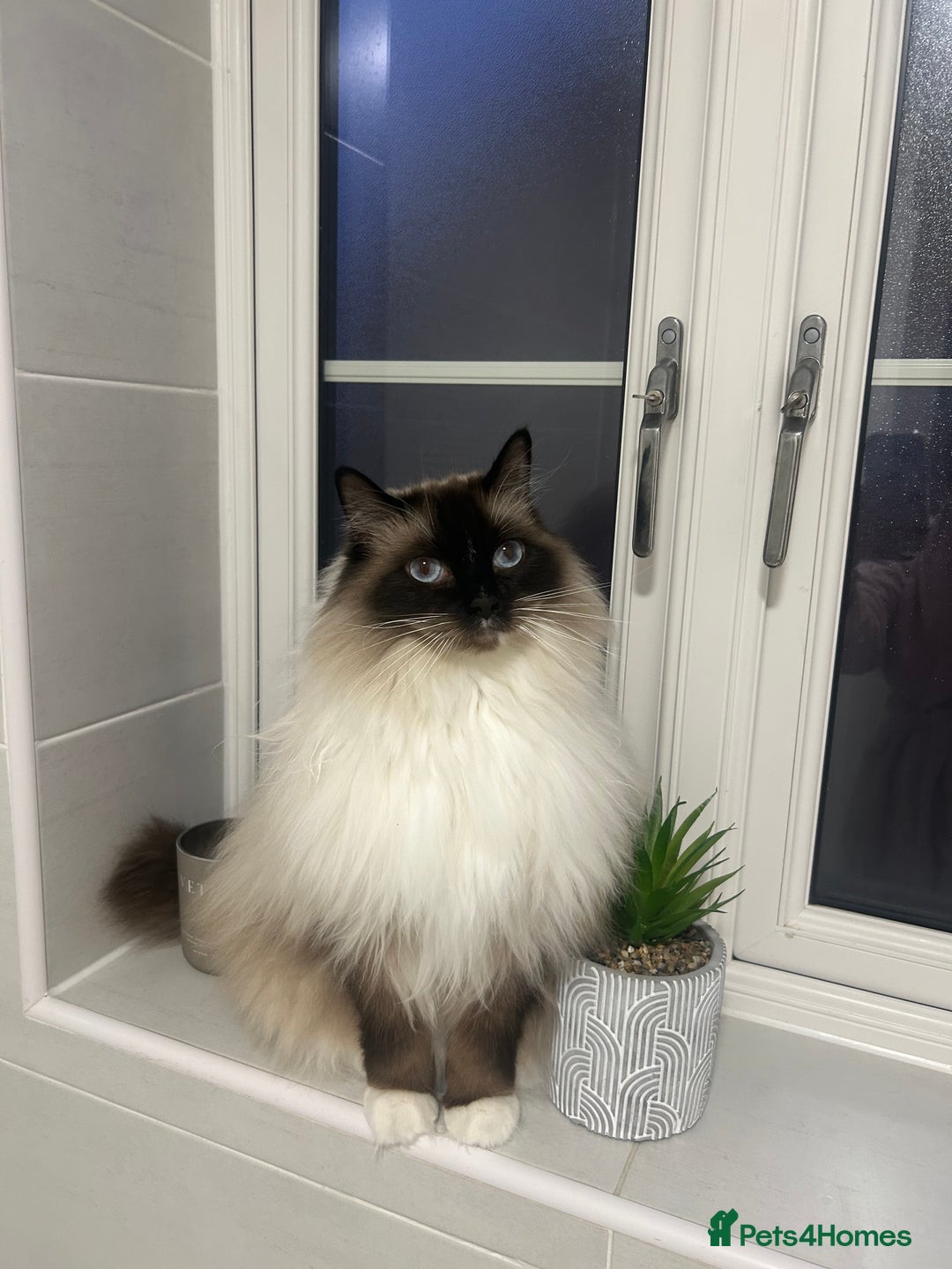 Ragdoll cats for sale: Male ragdoll and male Persian available  - Image 5