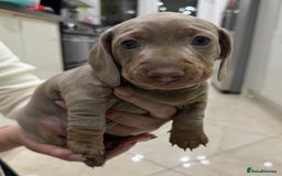 Dachshund dogs for sale: 2 Isabella dachshund puppies  - Image 4