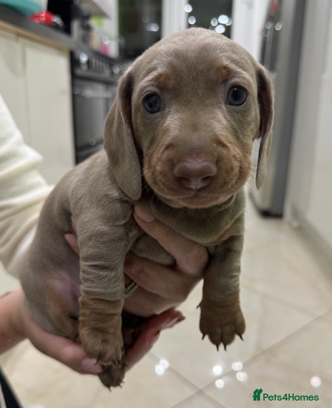 Dachshund dogs for sale: 2 Isabella dachshund puppies  - Image 4