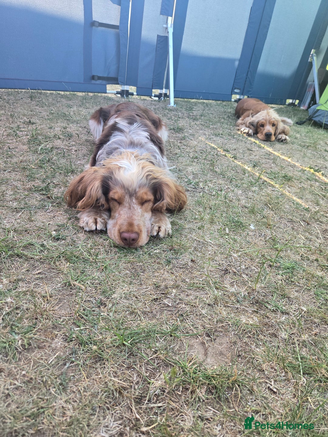 Cocker Spaniel dogs for stud: KC reg show cocker spaniel, proven health tested  - Advert 23