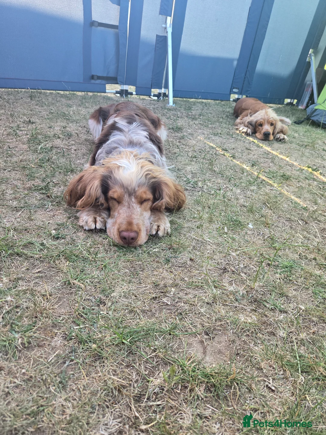 Cocker Spaniel dogs for stud: KC reg show cocker spaniel, proven health tested  - Advert 23