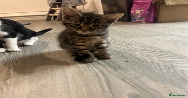 Mixed Breed cats in Waltham Cross - Advert 7