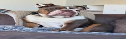 English Bulldog dogs for sale: Sully the bulldog - Advert 2