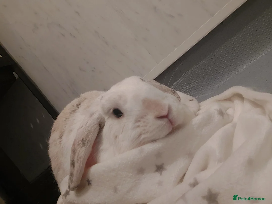 English Lop rabbits for sale: 2 year old English lop - Advert 3