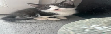  Black and white kitten