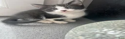 Domestic Shorthair cats for sale: 3 Domestic Kittens  - Advert 5