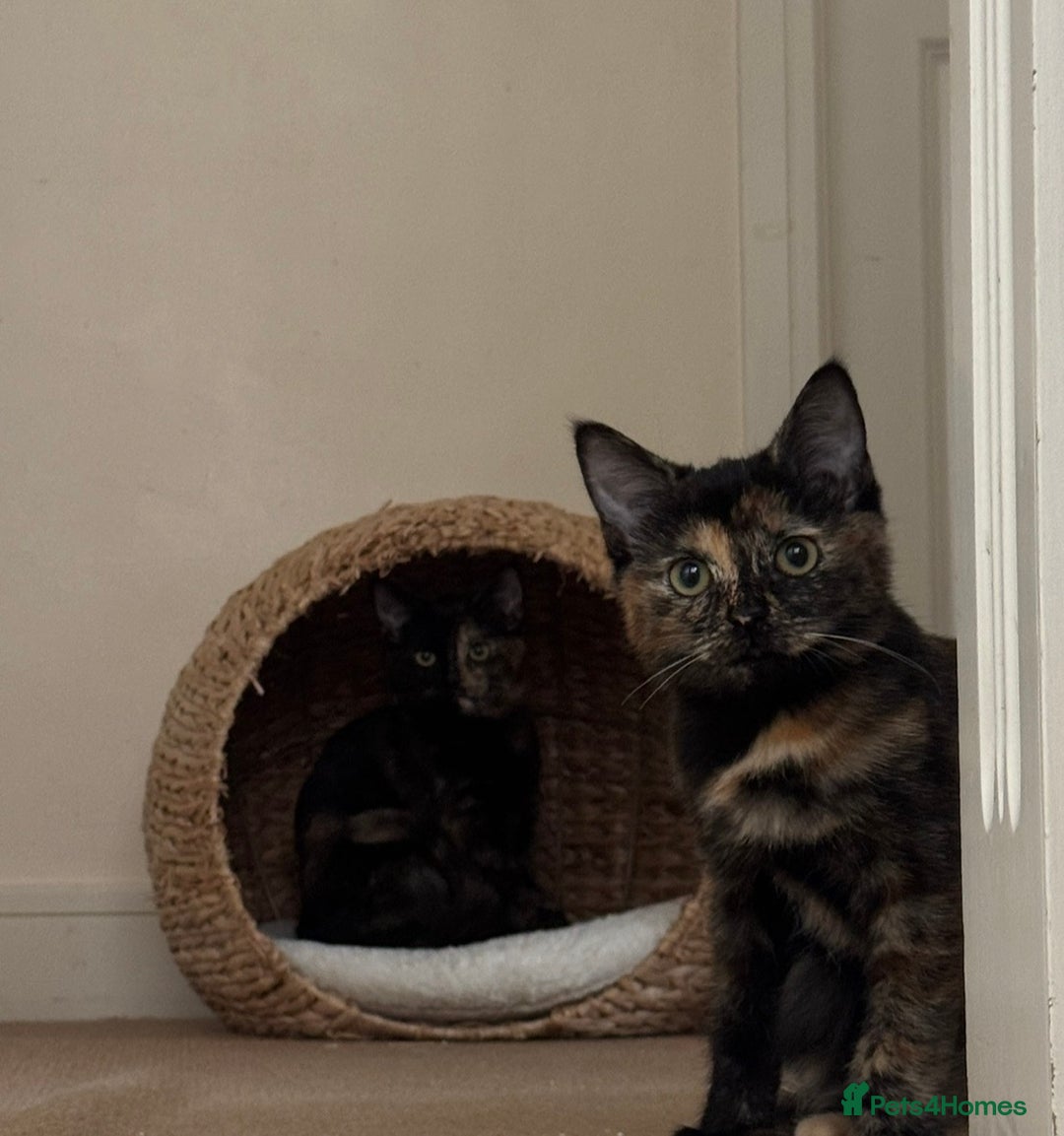 Mixed Breed cats for sale: Mixed, tortoise shell, ragdoll kittens - Advert 10