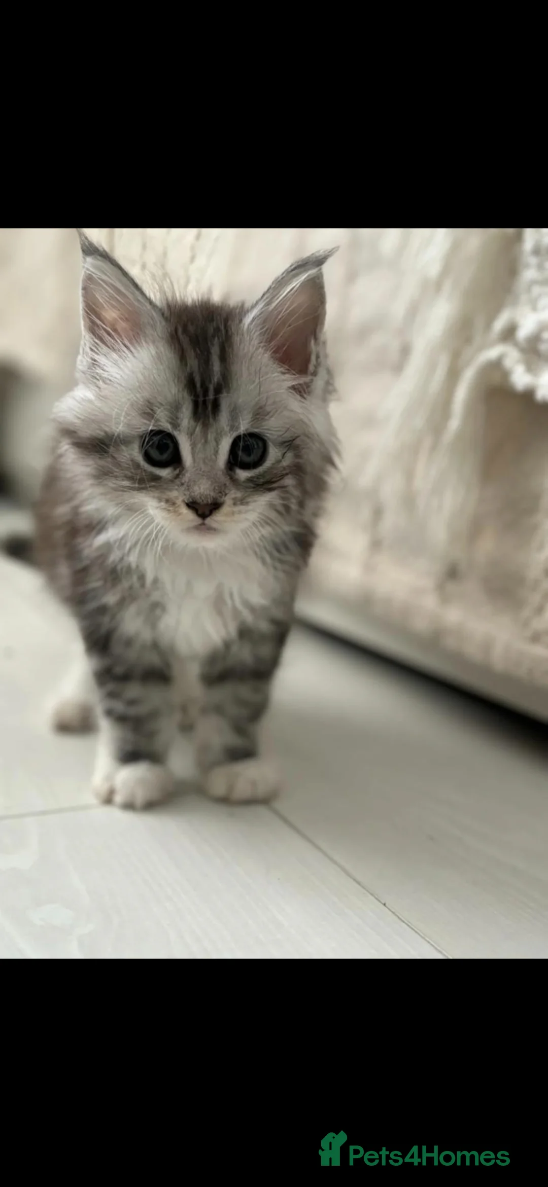 Maine Coon cats for stud: Maine Coon TICA - Advert 4