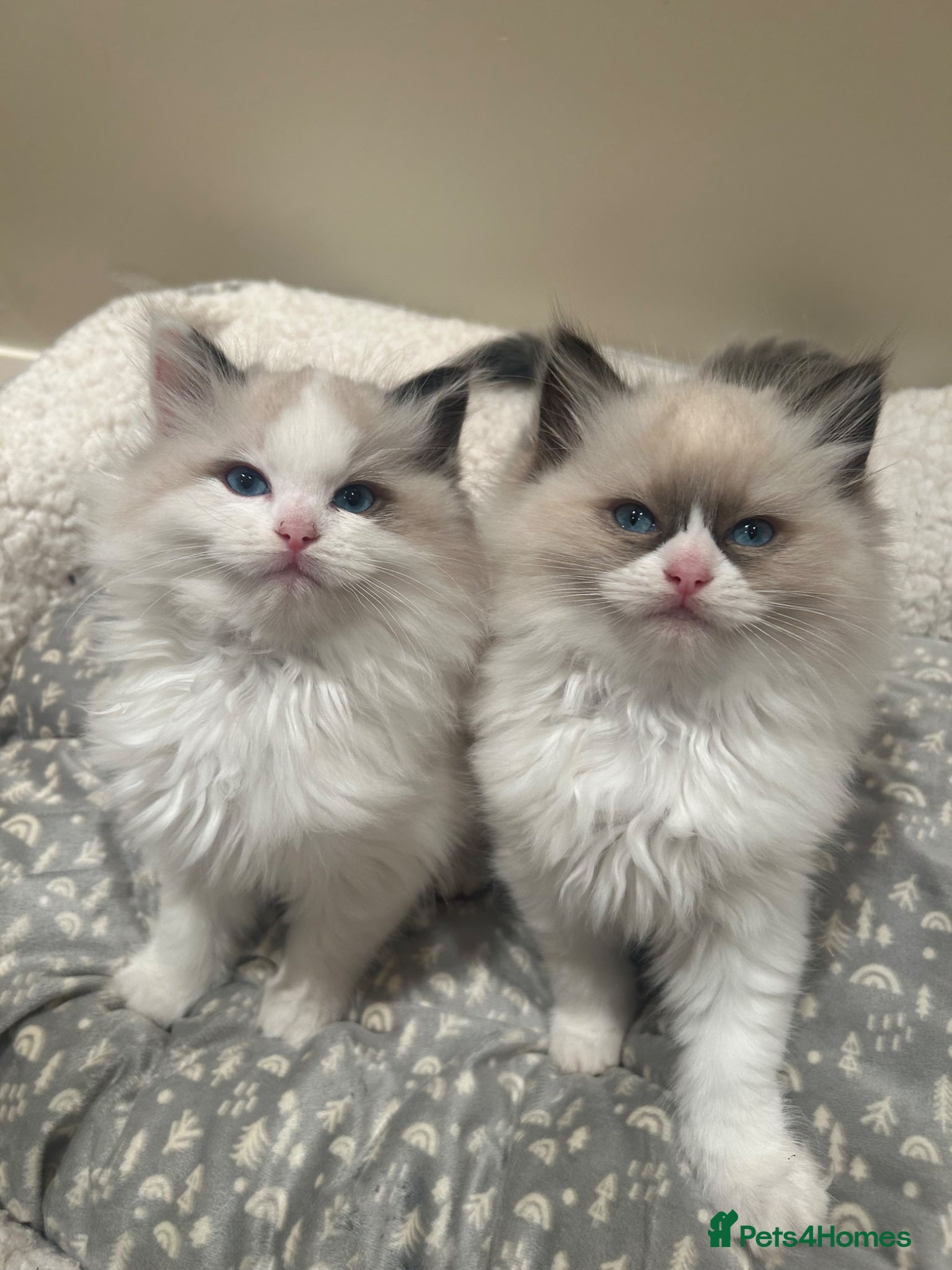 Ragdoll cats Beautiful Ragdoll Kittens  - Advert 18